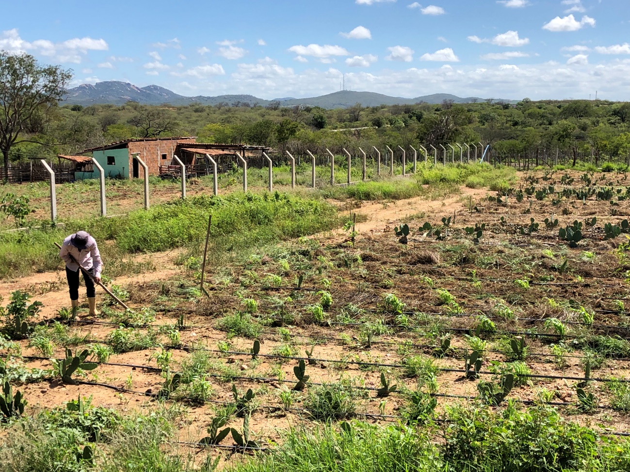 Defina O Que São Sistemas Agrícolas Alternativos De Exemplos