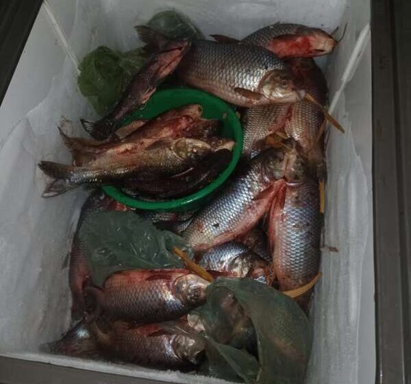  Homem com 77 kg de Curimatã é autuado por pesca ilegal em Reriutaba.