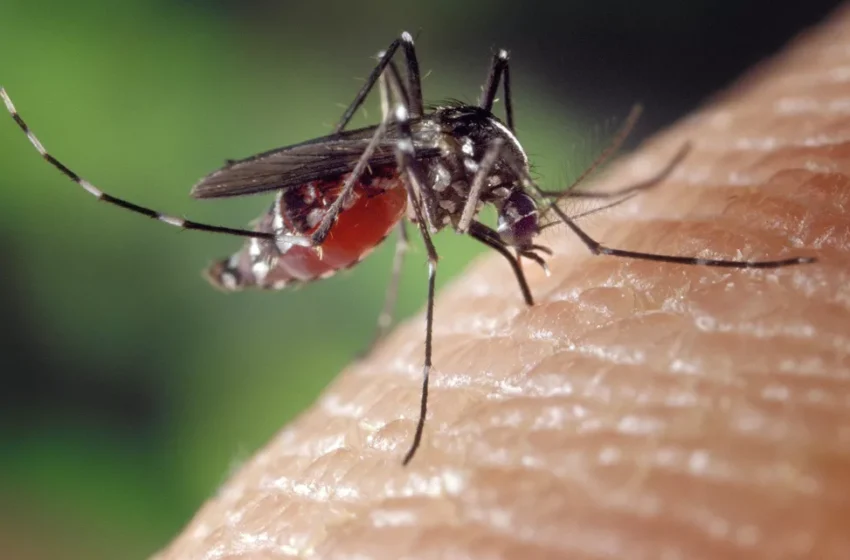  Ceará é o estado brasileiro mais atingido por chikungunya.