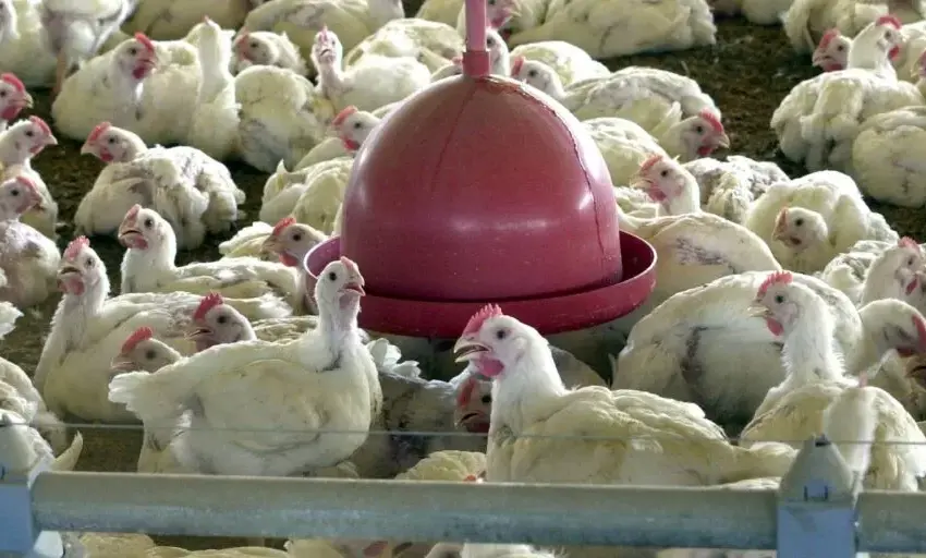  Duas cidades cearenses registram casos suspeitos de gripe aviária.