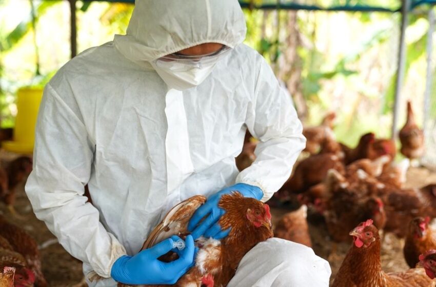  Ministério da Saúde confirma primeiro caso suspeito de gripe aviária em humano no Brasil.