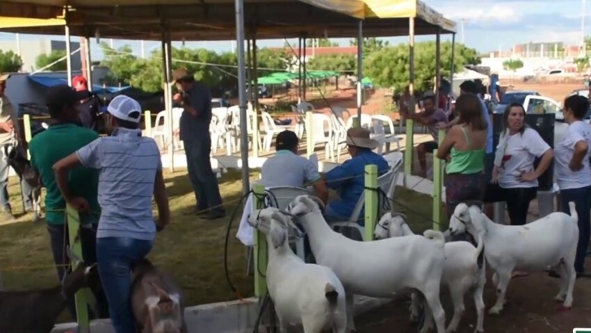  Justiça suspende chamamento público da Exposição Agropecuária de Santa Quitéria.