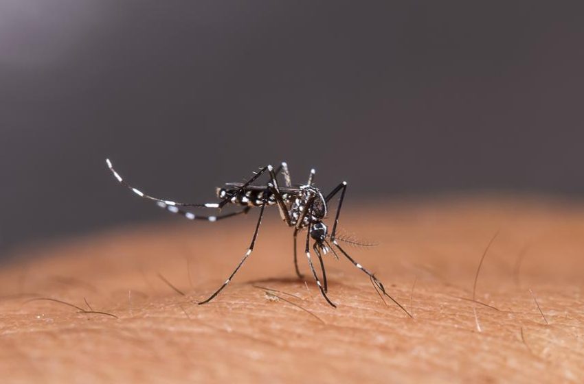  Repelente mais eficaz e mais barato contra o Aedes aegypti é desenvolvido por mãe, filho e pesquisadores do IFCE e UFC.