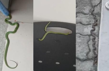 Cobras invadem fórum em Santa Quitéria, e sindicato denuncia insegurança.
