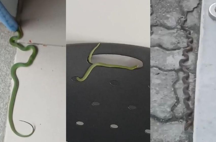  Cobras invadem fórum em Santa Quitéria, e sindicato denuncia insegurança.