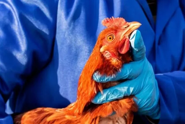  Ceará tem caso de gripe aviária confirmado em Quixeramobim.